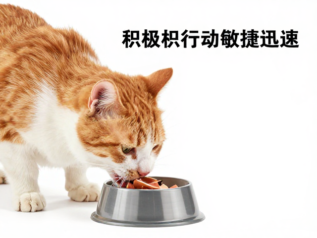 品相标准与行动敏捷迅速，如何通过进食积极性判断宠物健康