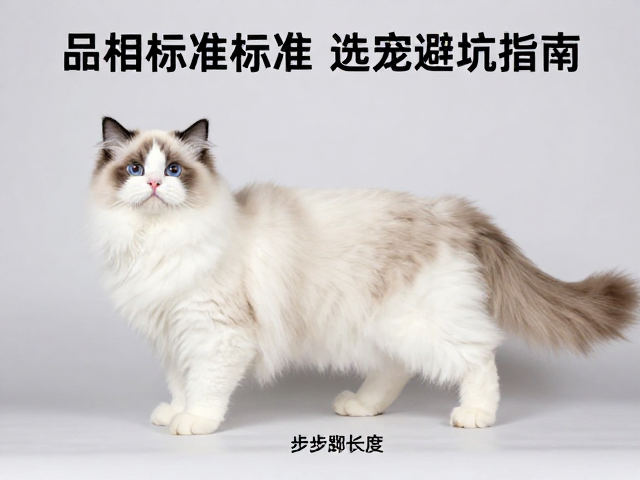 布偶猫品相标准，步足长度与绒毛密度比例详解，选宠避坑指南