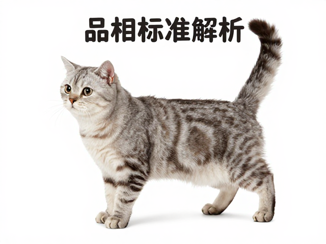 猫品相标准解析，优质品相与关节灵活度如何判断