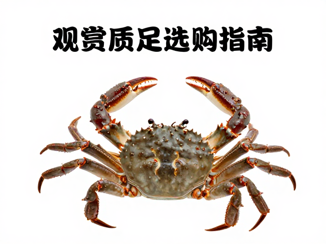 观赏蟹选购指南，品相标准与颜色均匀度解析，为何雄性步足更长更美观