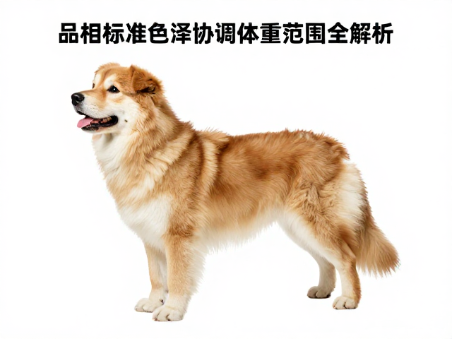 品相标准，色泽协调与体重范围全解析，打造高价值宠物