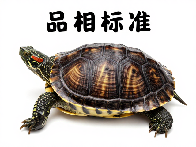 龟品相标准，腹部花纹清晰且来源可靠，教你挑健康好龟