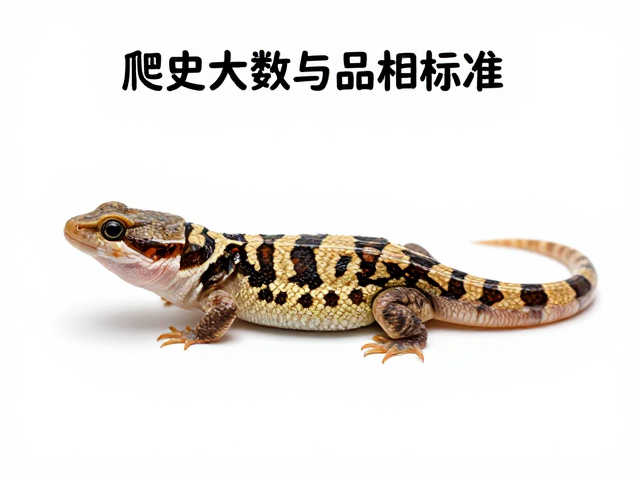 爬宠饲养指南，蜕皮次数与品相标准，静止体态舒展才够美