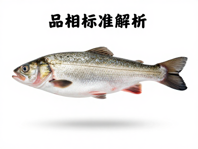 选鱼必看,品相标准解析,腹部色泽均匀且体表无斑点的优质鱼特征