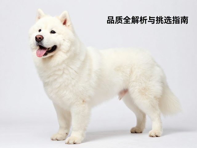 步足粗壮有力、底色纯净,宠物品相标准全解析与挑选指南