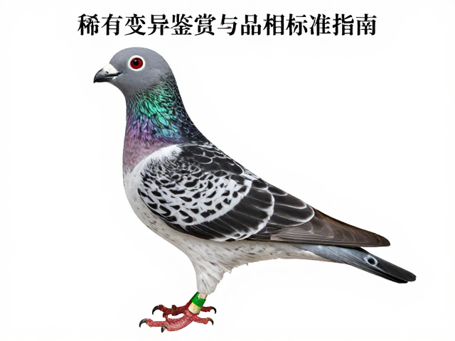亚成体特级完美品相,稀有变异鉴赏与品相标准指南