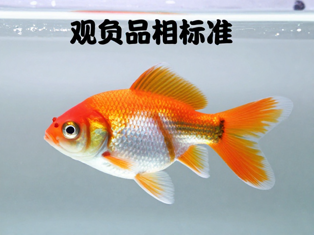 观赏鱼品相标准，生长速度达标且腹部无肿胀的健康鉴别指南