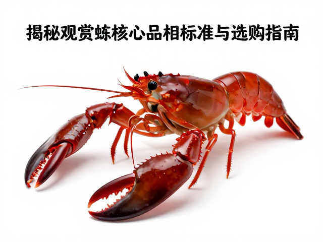 顶级品相鉴赏,螯肢呈深红色,揭秘观赏虾核心品相标准与选购指南