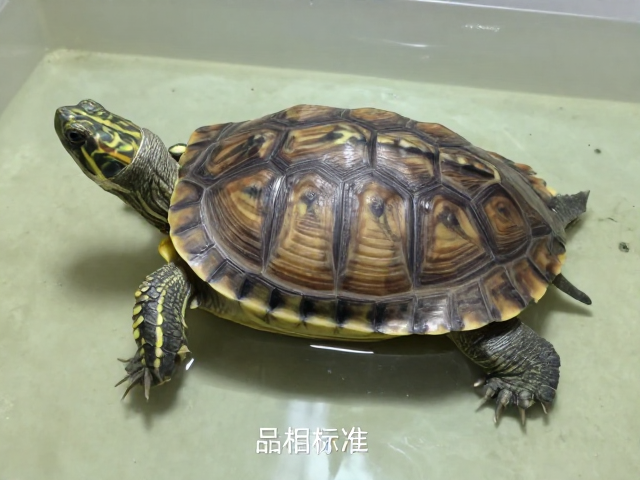 乌龟品相标准,腹部色泽均匀度与视频记录行为全解析