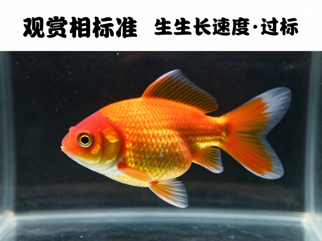 观赏鱼品相标准，生长速度达标且腹部无肿胀的健康鉴别指南