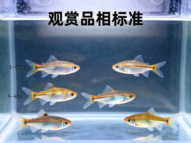 观赏鱼品相标准，3-5cm幼鱼体长与标准光源下的选购指南