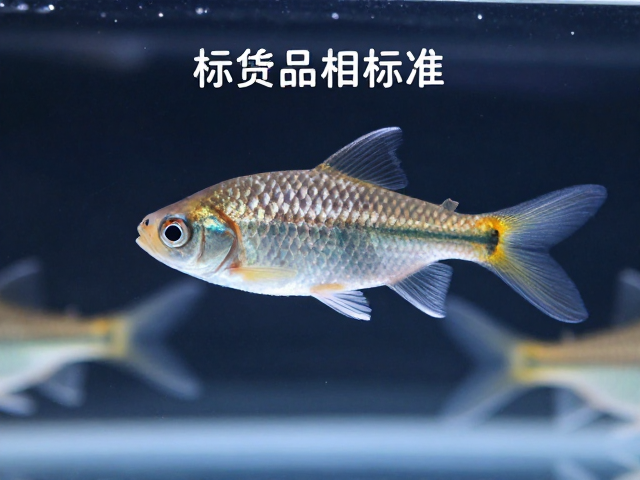 观赏鱼品相标准，3-5cm幼鱼体长与标准光源下的选购指南