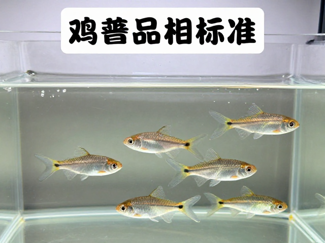 观赏鱼品相标准，3-5cm幼鱼体长与标准光源下的选购指南
