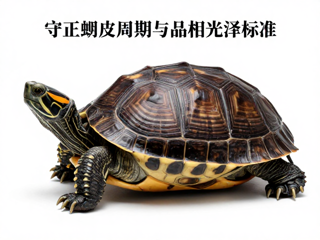 守正龟蜕皮周期与品相光泽标准，新手避坑指南