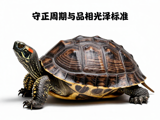 守正龟蜕皮周期与品相光泽标准，新手避坑指南