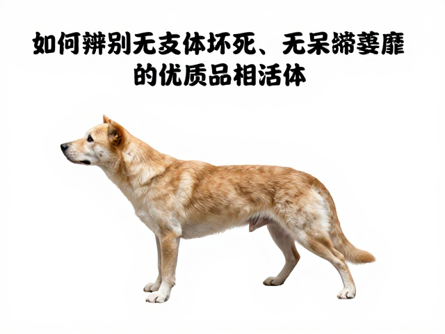 选购指南,如何辨别无肢体坏死、无呆滞萎靡的优质品相活体
