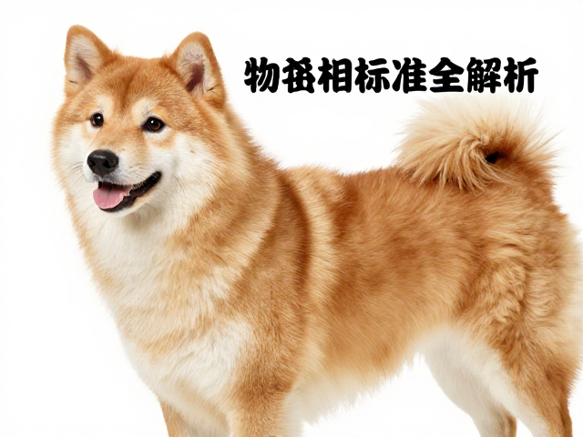 如何鉴别无混血优质品相？宠物品相标准全解析