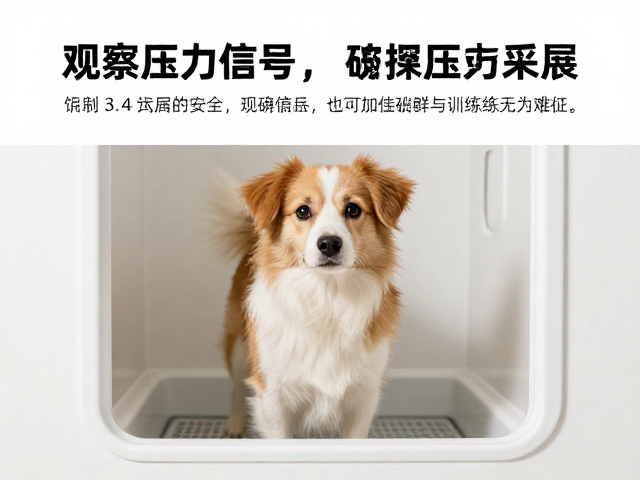 狗狗定点如厕总失败？观察压力信号，破解训练无进展难题