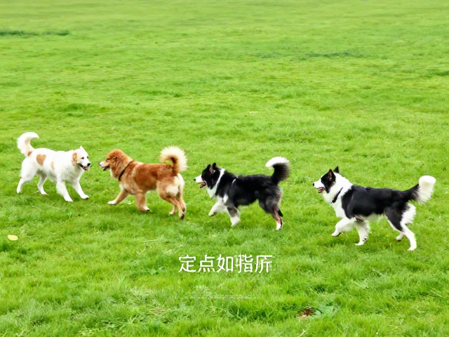 狗狗定点如厕指南，循序渐进，敏捷训练，轻松养成好习惯
