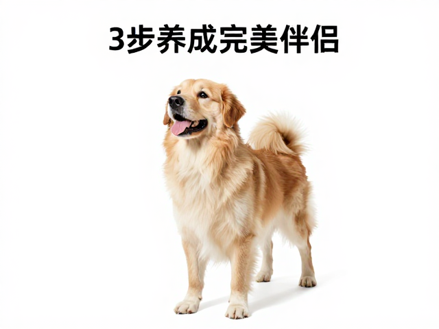 狗狗定点如厕,复杂指令训练,抑制过度吠叫,3步养成完美伴侣