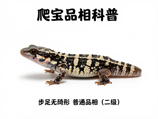 爬宠品相科普，步足无畸形，普通品相（二级）鉴定指南