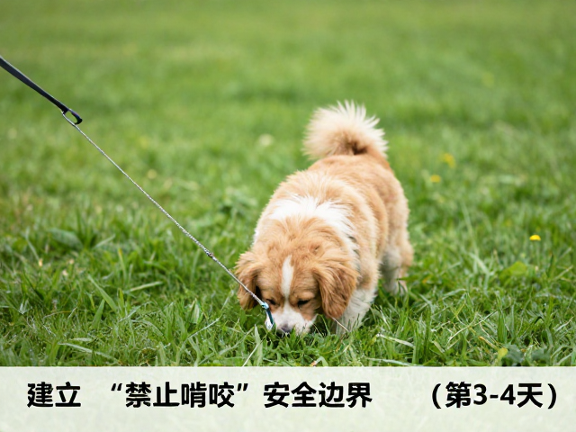 狗狗定点如厕训练，巧用引导棒，禁止啃咬，7天养成好习惯