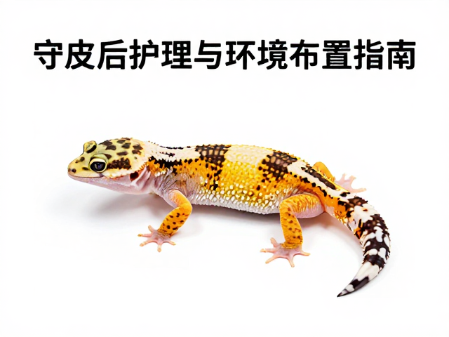 守宫饲养入门，蜕皮后护理与环境布置指南
