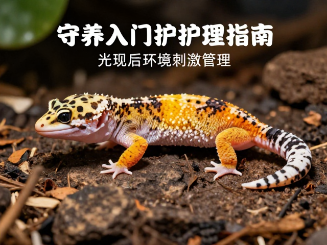 守宫饲养入门，蜕皮后护理与环境布置指南