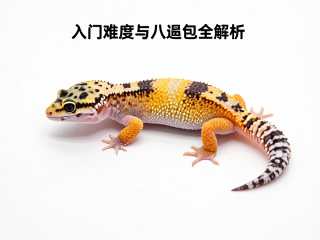 守宫蜕皮期护理,入门难度与八足特征全解析
