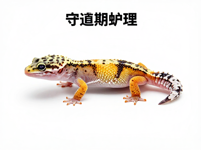 守宫蜕皮期护理，入门难度与八足特征全解析
