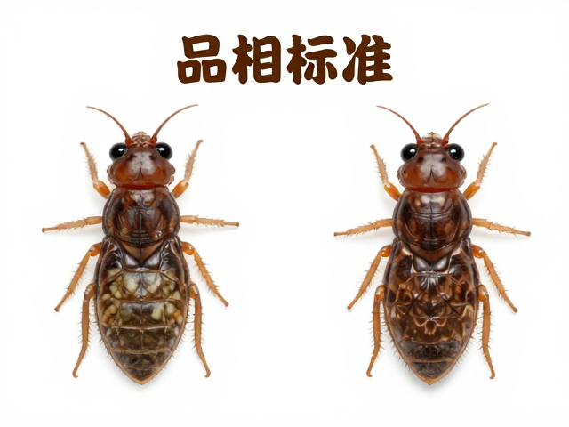 选购指南，品相标准下的无寄生虫与体型对称性评估