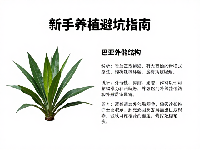 巴西黑丝绒入门，解析外骨骼结构，新手养植避坑指南