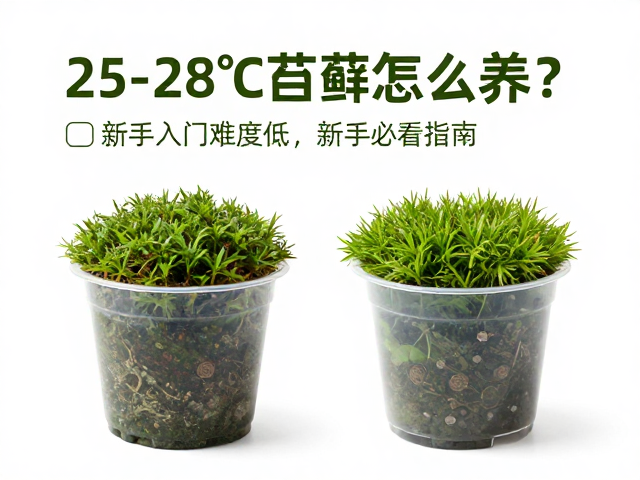 25-28℃苔藓怎么养？新手入门难度低，新手必看指南