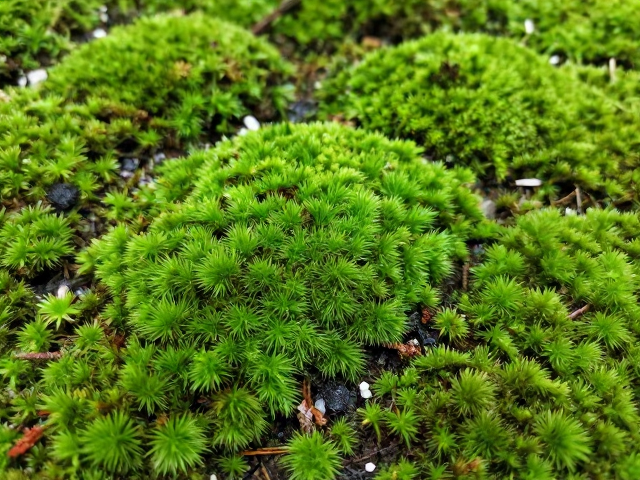 25-28℃苔藓怎么养？新手入门难度低，新手必看指南