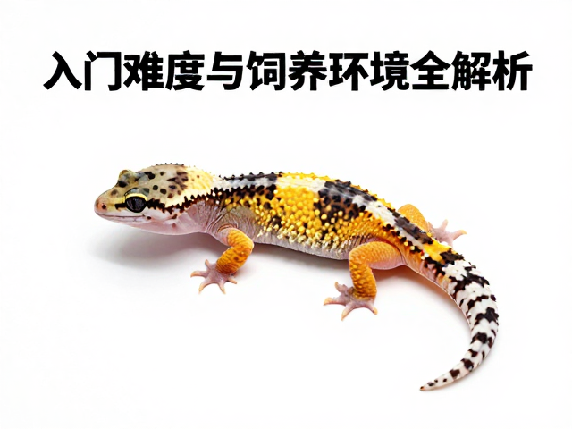 守宫蜕皮前预兆，入门难度与饲养环境全解析