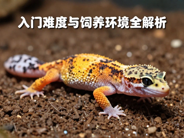 守宫蜕皮前预兆，入门难度与饲养环境全解析