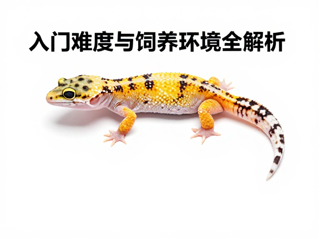 守宫蜕皮前预兆，入门难度与饲养环境全解析