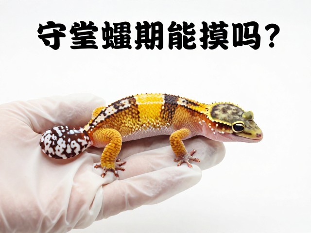 守宫蜕皮期能摸吗？戴防护手套小心操作，新手避坑指南