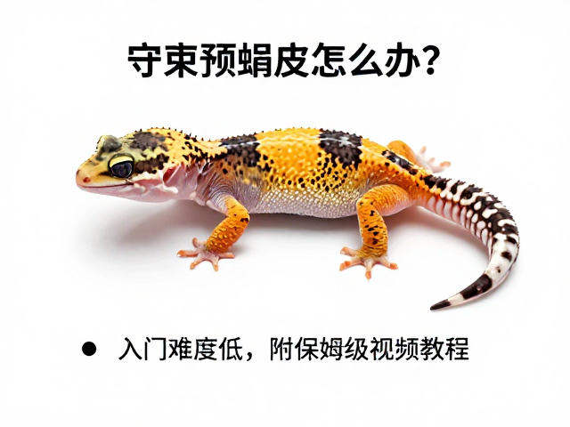 守宫预蜕皮怎么办?入门难度低,附保姆级视频教程