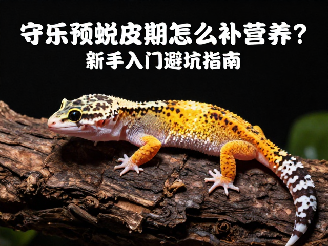 守宫预蜕皮期怎么补营养？新手入门避坑指南