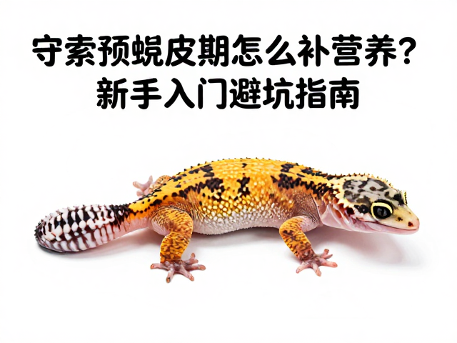 守宫预蜕皮期怎么补营养?新手入门避坑指南