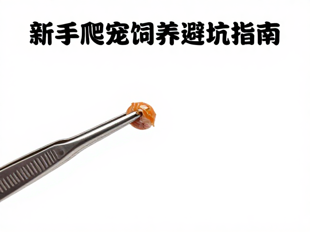 长镊喂食频率与入门难度,新手爬宠饲养避坑指南
