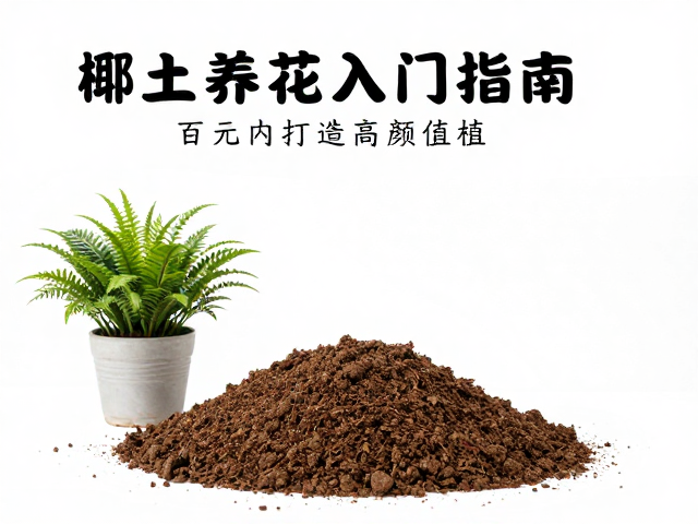 新手必看，椰土养花入门指南，百元内打造高颜值绿植