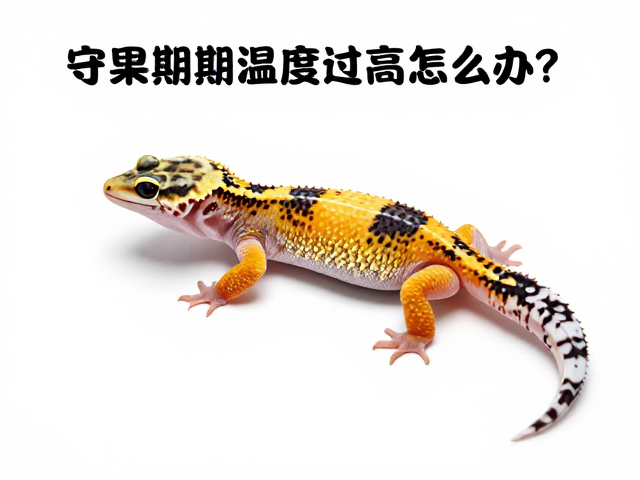 守宫蜕皮期温度过高怎么办？新手入门避坑指南