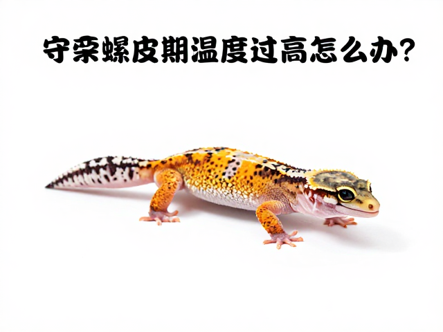 守宫蜕皮期温度过高怎么办?新手入门避坑指南