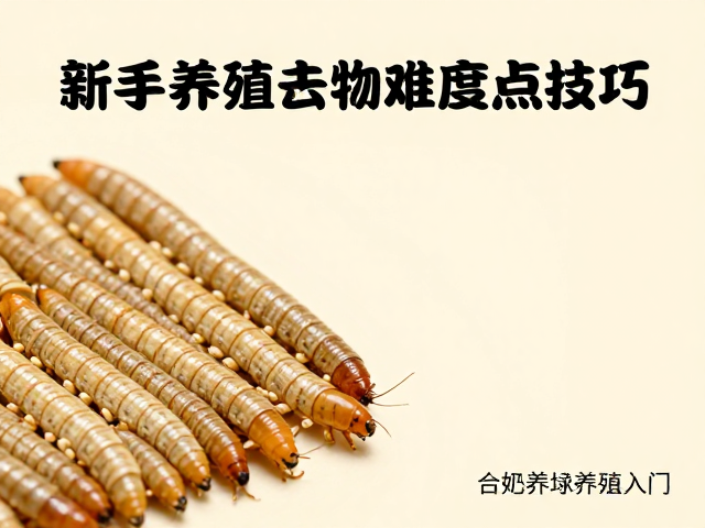 面包虫脱水养殖入门，新手必看难度与技巧