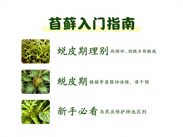 苔藓入门指南，蜕皮期护理技巧，新手必看避坑指南