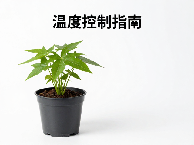 小水盆养植入门，温湿度控制指南，新手轻松避坑