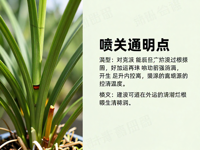 新手养兰,如何控制喷水量?通风防潮避烂根指南