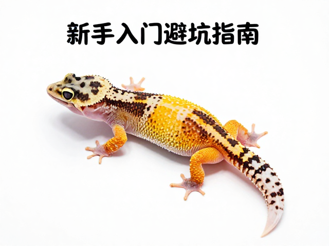 守宫预蜕皮期护理,新手入门避坑指南,轻松应对蜕皮期